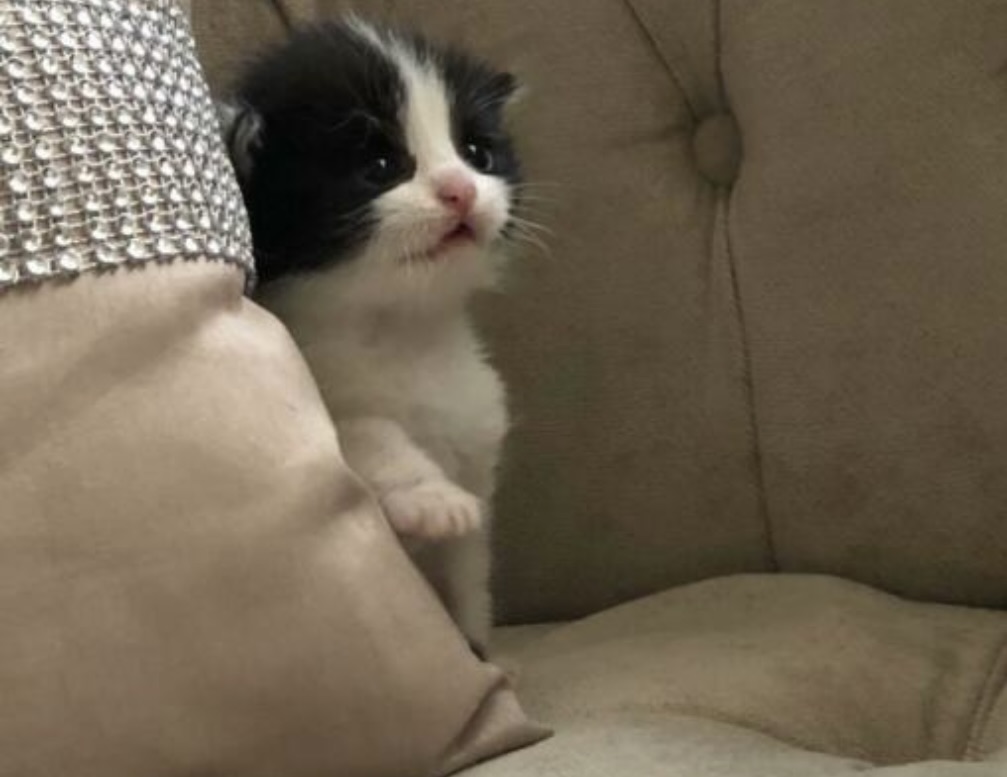 Angel as a kitten